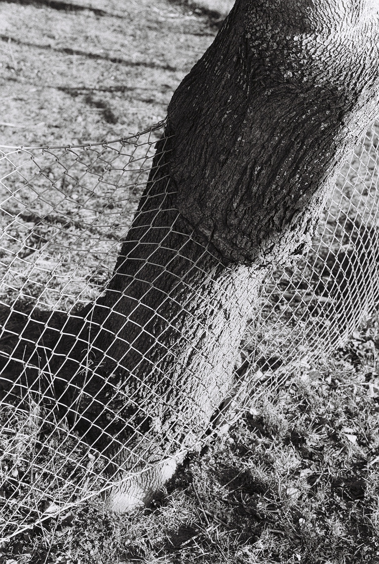 Tree and fence